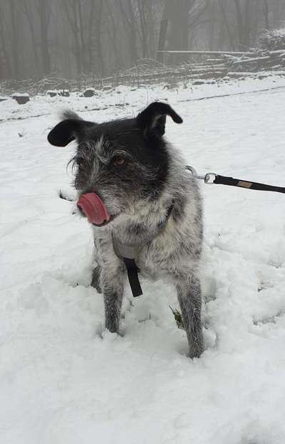 Fotochallenge 61 ~ Schnee-Beitrag-Bild