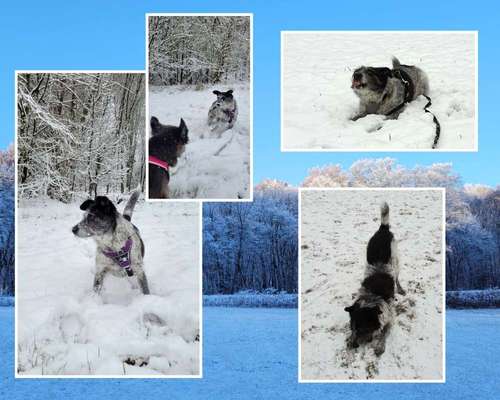 24. Collage-Challenge  *Hund im Schnee*-Beitrag-Bild