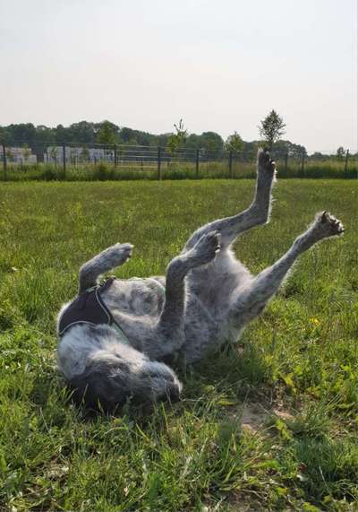 Dogorama Photo Challenge - Wälzen-Beitrag-Bild