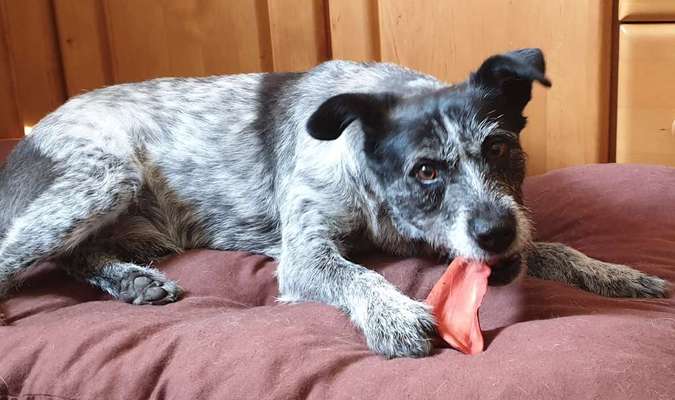 Fotochallenge 31 - Das perfekte Hundedinner-Beitrag-Bild