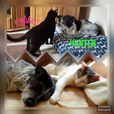 28. Collagen Challenge - andere Tiere-Beitrag-Bild