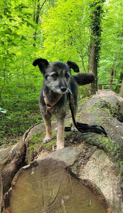 Handy Foto Challenge Nr. 49: Mein Freund der Baum-Beitrag-Bild