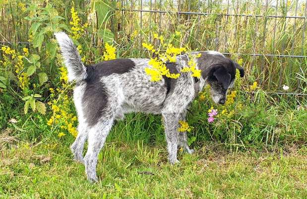 Fotochallange 63: "Dein blühendes Hündchen"-Beitrag-Bild