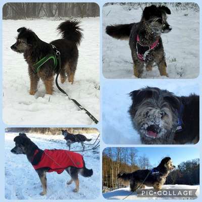 24. Collage-Challenge  *Hund im Schnee*-Beitrag-Bild