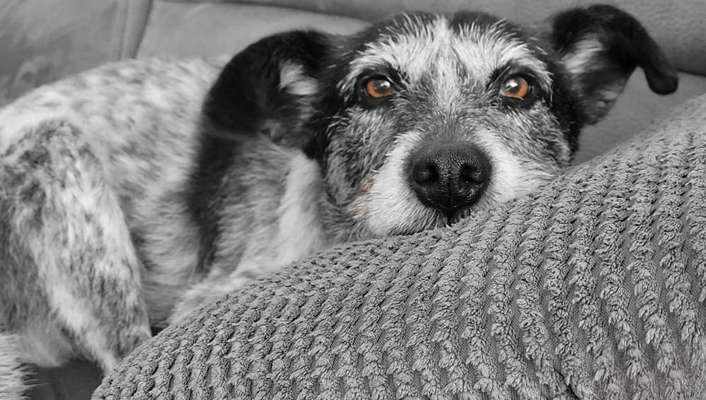 13. Farben-Fotochallenge "Grau"-Beitrag-Bild