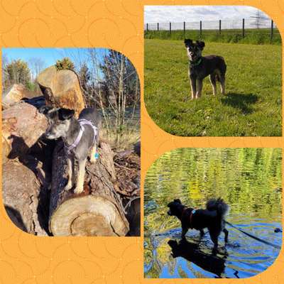 43. Collage Challenge - Schattenspiele-Beitrag-Bild