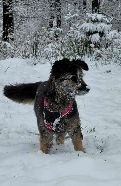 Foto Challenge Nr.: 114
Hunde im Schnee-Beitrag-Bild