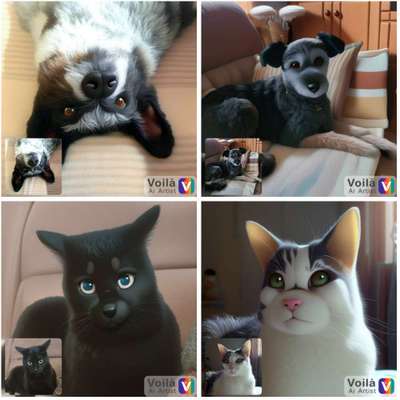 Voila app Bilder-Beitrag-Bild