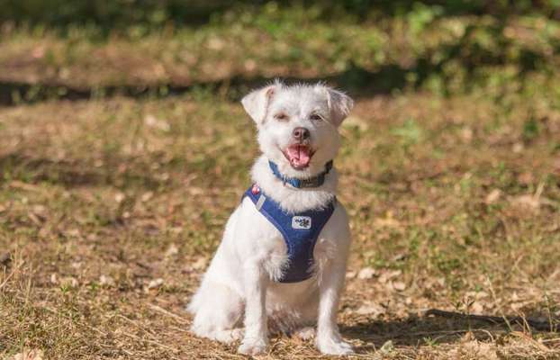 Fotochallenge - fremde Hunde-Beitrag-Bild