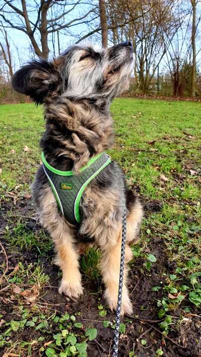 Dogorama Photo Challenge- Der Nase nach-Beitrag-Bild