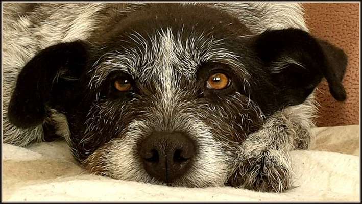 CHALLENGE NR. 19 - Der Hundeblick-Beitrag-Bild