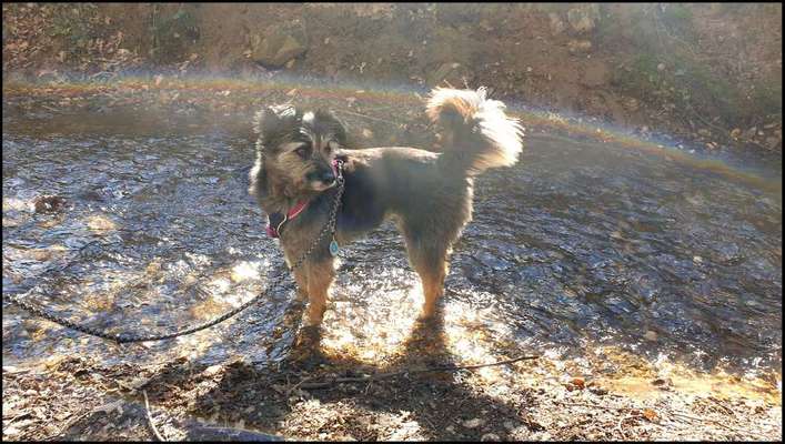 Dogorama-Monats-Challenge-Mai "Wasser"-Beitrag-Bild