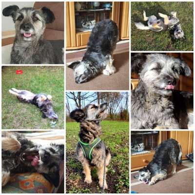 20. Collagen Challenge - "Lustige Schnappschüsse"-Beitrag-Bild