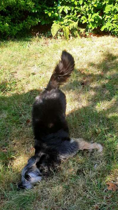 Lustigsten Bilder-Beitrag-Bild