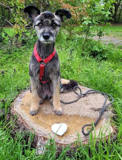 Dogorama Photo Challenge - Herzenshund-Beitrag-Bild