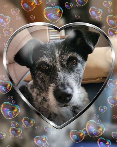 Dogorama Photo Challenge - Herzenshund-Beitrag-Bild