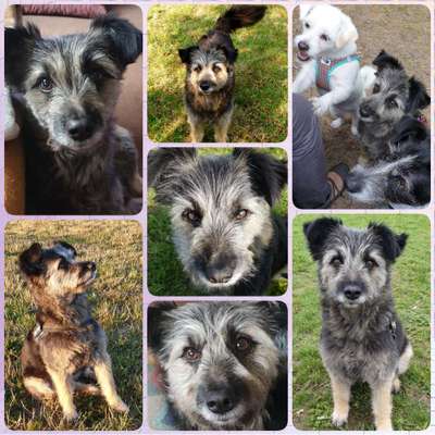 35.Collagen Challenge:„Bettelblick"-Beitrag-Bild