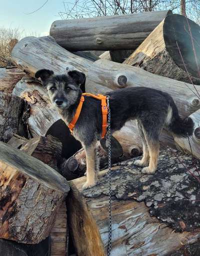 41. Handy Fotochallenge - Euer gemeinsames Hobby-Beitrag-Bild