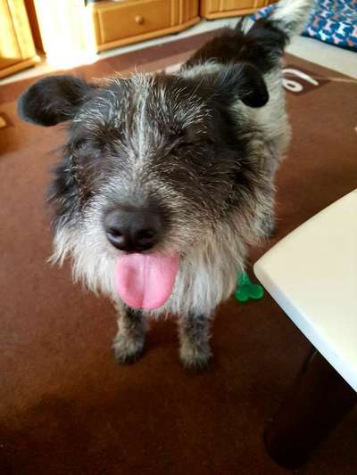 Lachen😀 eure Hunde auch so gerne😂-Beitrag-Bild