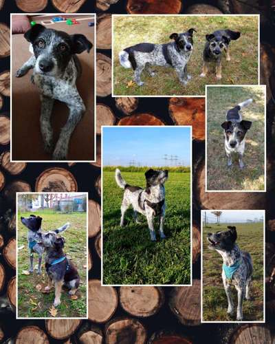 35.Collagen Challenge:„Bettelblick"-Beitrag-Bild