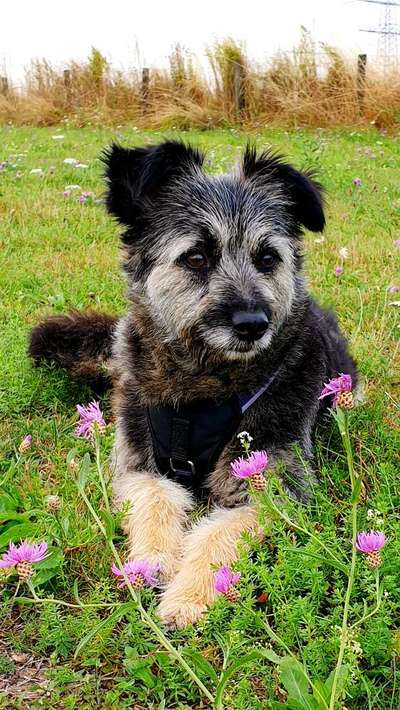 Die Dogorama Monats Challenge "Es grünt und blüht"-Beitrag-Bild