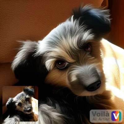 Voila app Bilder-Beitrag-Bild