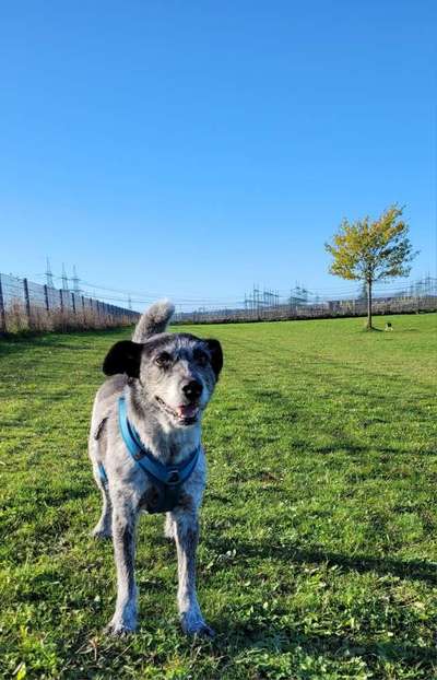 Handy Fotochallenge Nr. 52: Dein Hund mit blauem Himmel-Beitrag-Bild