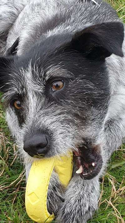 Dogorama Photo Challenge - Spielgesicht-Beitrag-Bild