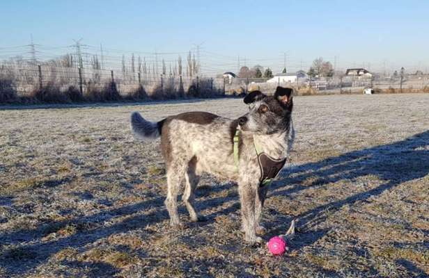 Dogorama Photo Challenge - Winterstimmung-Beitrag-Bild