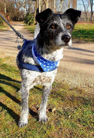 Die Dogorama Kalender Challenge Teil 1/4-Beitrag-Bild