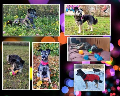 16. Collagen-Challenge  "Dein Hund ganz bunt - bring Farbe ins Spiel"-Beitrag-Bild