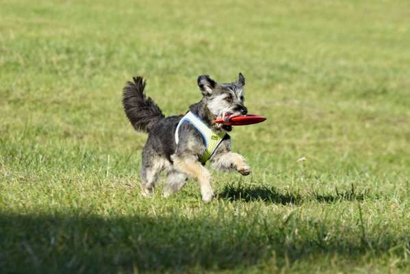Fotochallenge 66 ~ Rennaction -Zeig deinen Hund im Lauf-Beitrag-Bild