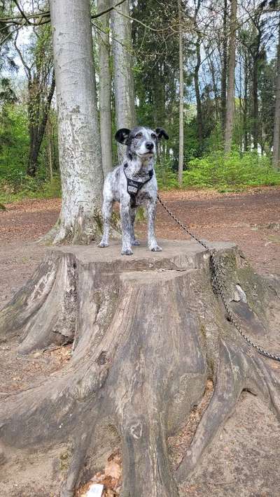 Dogorama Photo Challenge - Mein Holz und ich-Beitrag-Bild