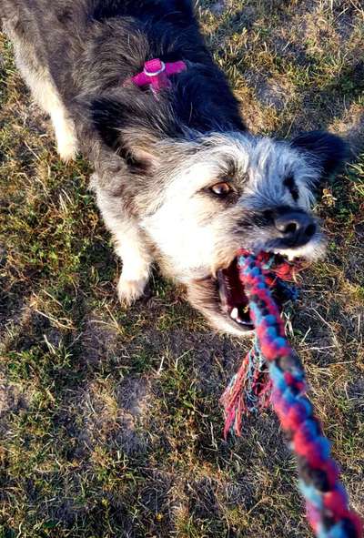 Dogorama Photo Challenge - Spielgesicht-Beitrag-Bild