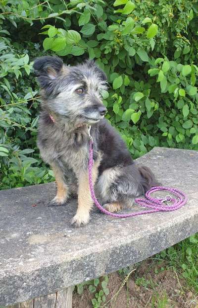 Dogorama Photo Challenge - Steine/Felsen-Beitrag-Bild