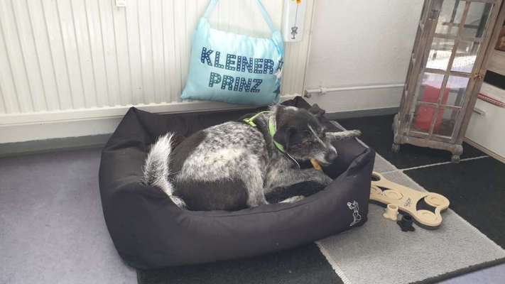 Dogorama Foto Challenge - Erwischt-Beitrag-Bild