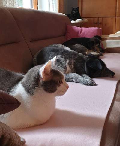 Hund und Katz Momente-Beitrag-Bild