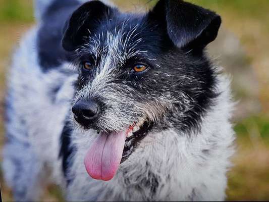 Fotochallenge Nr. 59 - Mein Hund zeigt die Zunge-Beitrag-Bild