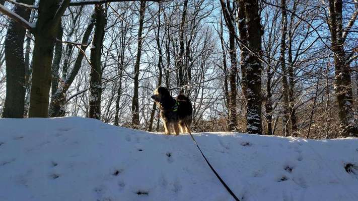 Dogorama Photo Challenge - Winterstimmung-Beitrag-Bild