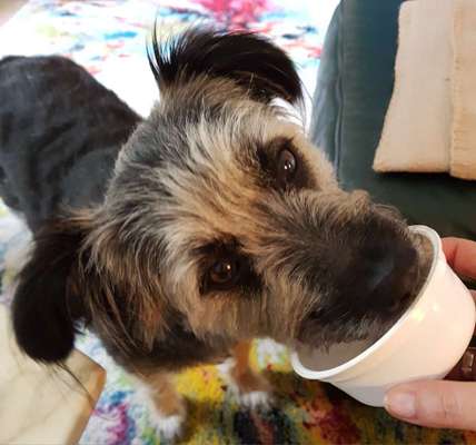 Dogorama Photo Challenge - Hündische Haushaltshilfe-Beitrag-Bild