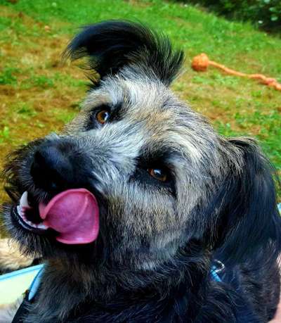 Fotochallenge Nr. 59 - Mein Hund zeigt die Zunge-Beitrag-Bild