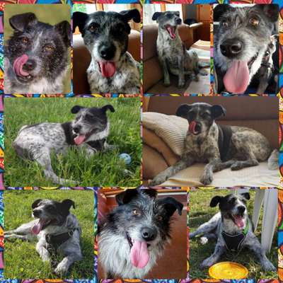 18. Collagen Challenge - Zunge raus!-Beitrag-Bild