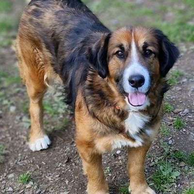 Tierschutzhunde suchen ein Zuhause-Beitrag-Bild