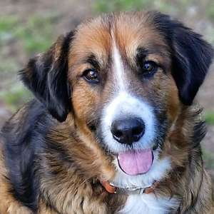 Tierschutzhunde suchen ein Zuhause-Beitrag-Bild