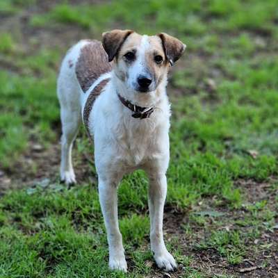 Tierschutzhunde suchen ein Zuhause-Beitrag-Bild