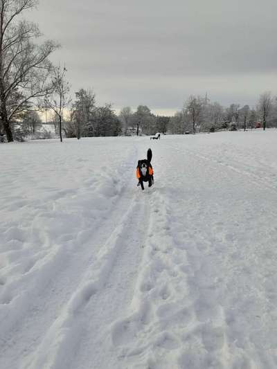 Hundetreffen-Treffen in Münchberg-Bild