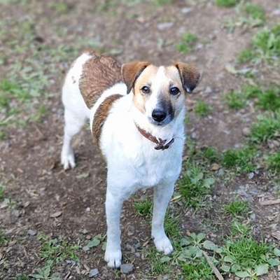 Tierschutzhunde suchen ein Zuhause-Beitrag-Bild
