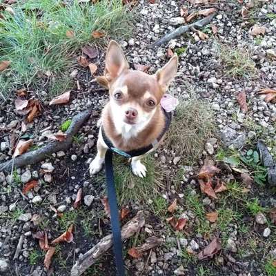 Wo sind die Chihuahua Besitzer ?-Beitrag-Bild