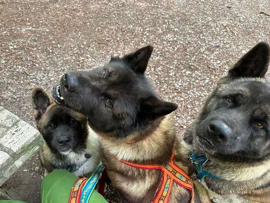 American Akita-Beitrag-Bild