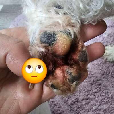 Pfoten Entzündung-Beitrag-Bild